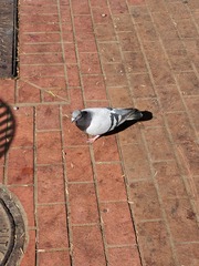 Columba livia