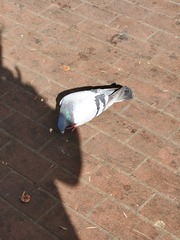 Columba livia