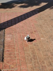 Columba livia domestica