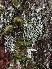 Hypogymnia duplicata