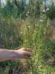 Agalinis communis
