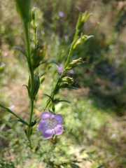 Agalinis communis
