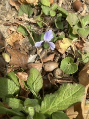 Viola grypoceras
