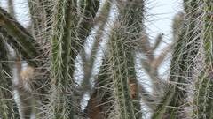 Armatocereus cartwrightianus