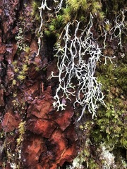 Hypogymnia duplicata