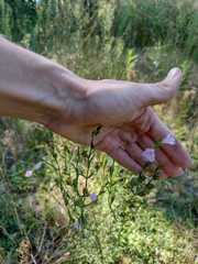 Agalinis communis
