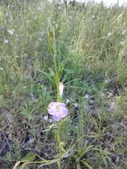 Agalinis communis