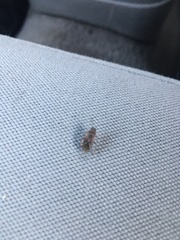 Arocatus melanocephalus