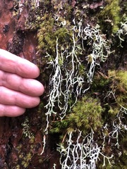 Hypogymnia duplicata