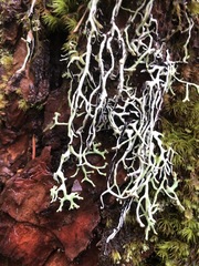 Hypogymnia duplicata