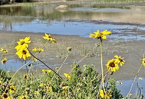 iNaturalist observation photo of California brittlebush