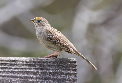 Golden-crowned Sparrow, photo 10 of 10