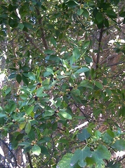 Magnoliopsida