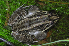 Wrestler Frog photo 3