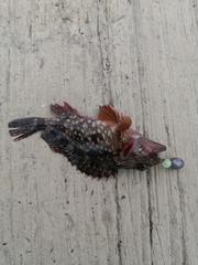 Sebastiscus marmoratus