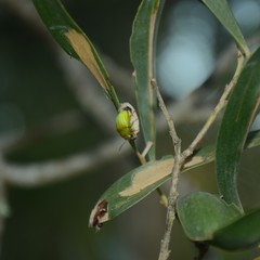Calomela pallida