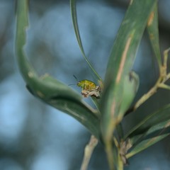 Calomela pallida