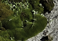 Bryum blindii