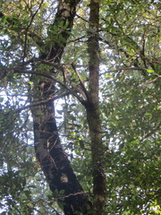 Elaeocarpus hookerianus