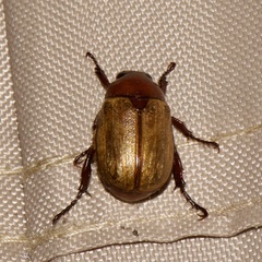 Anomala flavipennis