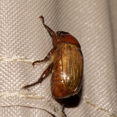 Anomala flavipennis