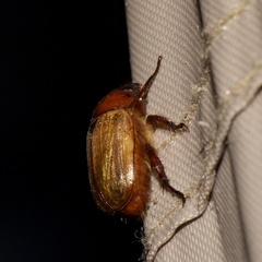Anomala flavipennis