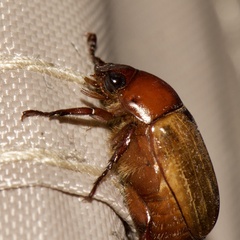Anomala flavipennis