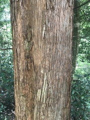 Eucalyptus microcorys