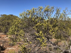 Melaleuca acuminata