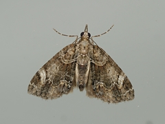 Microdes diplodonta