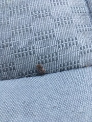 Arocatus melanocephalus