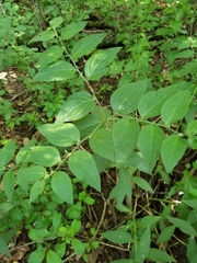 Lithospermum latifolium