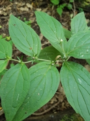 Lithospermum latifolium