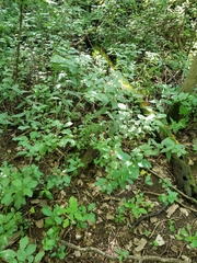 Lithospermum latifolium