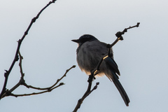 Aphelocoma californica