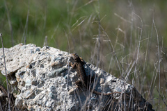 Sceloporus occidentalis