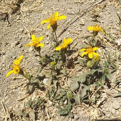 Simsia foetida foetida