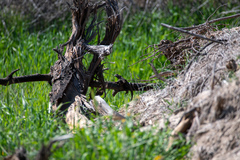 Sceloporus occidentalis