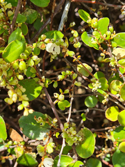 Muehlenbeckia australis × complexa