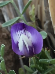 Astragalus lindheimeri