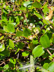 Muehlenbeckia australis × complexa