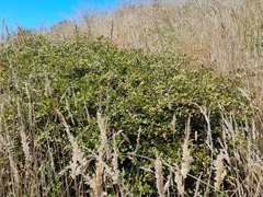 Muehlenbeckia australis × complexa