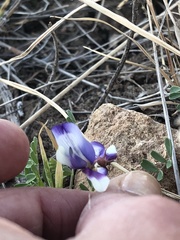 Astragalus lindheimeri