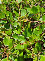 Muehlenbeckia australis × complexa