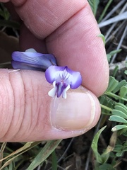 Astragalus lindheimeri