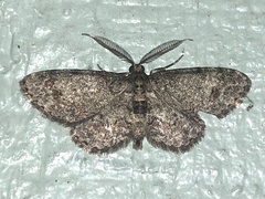 Image of Glenoides texanaria