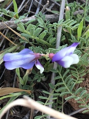 Astragalus lindheimeri