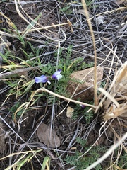 Astragalus lindheimeri