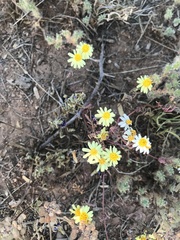 Thymophylla concinna