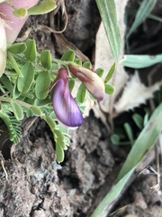 Astragalus lindheimeri